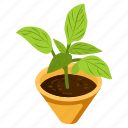 aglaonema plant, potted plant, decorative plant, leaf, houseplant, foliage houseplant