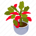 poinsettia plant, potted plant, decorative plant, leaf, houseplant, foliage houseplant