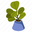 jade plant, potted plant, decorative plant, leaf, houseplant, foliage houseplant