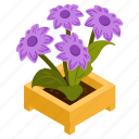 echinacea purpurea, blooming flowers, flower pot, decorative plant, houseplant