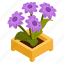 echinacea purpurea, blooming flowers, flower pot, decorative plant, houseplant 