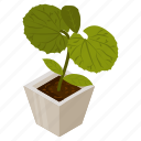 peruvian grape ivy, potted plant, decorative plant, leaf, houseplant, foliage houseplant