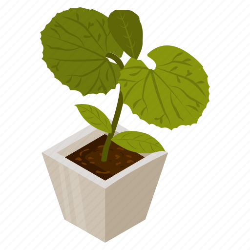 Peruvian grape ivy, potted plant, decorative plant, leaf, houseplant, foliage houseplant icon - Download on Iconfinder