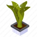 strelitzia plant, potted plant, decorative plant, leaf, houseplant, foliage houseplant