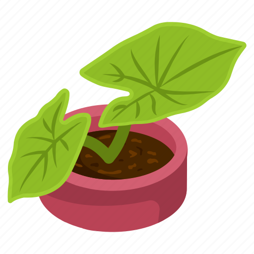 Nephthytis plant, arrowhead plant, potted plant, decorative plant, houseplant icon - Download on Iconfinder