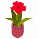 red amaryllis, blooming flowers, flower pot, decorative plant, houseplant