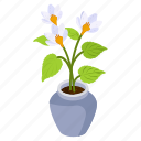 cyclamen plant, blooming flowers, flower pot, decorative plant, houseplant