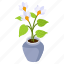 cyclamen plant, blooming flowers, flower pot, decorative plant, houseplant 
