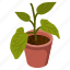 foliage houseplant, indoor plant, potted plant, decorative plant, leaf houseplant 