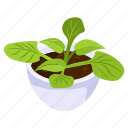 calathea plant, potted plant, decorative plant, leaf, houseplant, foliage houseplant