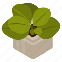 jade plant, potted plant, decorative plant, leaf, houseplant, foliage houseplant, \