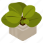 jade plant, potted plant, decorative plant, leaf, houseplant, foliage houseplant, \ 