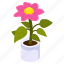 blooming flower, floral, flower pot, decorative plant, houseplant 