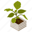 foliage houseplant, philodendron, potted plant, decorative plant, leaf houseplant 