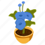 allamanda flower, blooming flower, thunbergia grandiflora, decorative plant, houseplant 