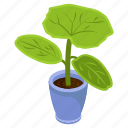 dieffenbachia plant, potted plant, decorative plant, leaf, houseplant, foliage houseplant, ]