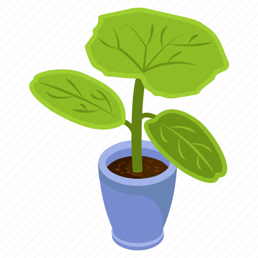 Dieffenbachia plant, potted plant, decorative plant, leaf, houseplant, foliage houseplant, ] icon - Download on Iconfinder