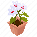 sulphur cinquefoil, blooming flowers, flower pot, decorative plant, houseplant