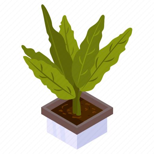 Rattlesnake plant, potted plant, decorative plant, leaf, houseplant, foliage houseplant icon - Download on Iconfinder