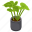 foliage houseplant, velvet alocasia, potted plant, decorative plant, leaf houseplant 