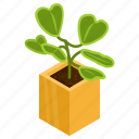 potted plant, peperomia polybotrya, decorative plant, leaf, houseplant, foliage houseplant