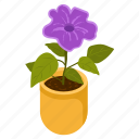 violet houseplant, violet flower, flower pot, decorative plant, houseplant