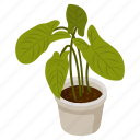 nephthytis plant, arrowhead plant, potted plant, decorative plant, houseplant