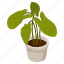 nephthytis plant, arrowhead plant, potted plant, decorative plant, houseplant 
