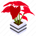 caladium festivia, potted plant, decorative plant, leaf, houseplant, foliage houseplant