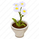 sulphur cinquefoil, blooming flowers, flower pot, decorative plant, houseplant