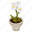 sulphur cinquefoil, blooming flowers, flower pot, decorative plant, houseplant 