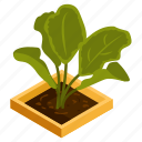 aglaonema plant, potted plant, decorative plant, leaf, houseplant, foliage houseplant