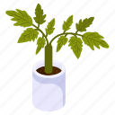 basil plant, potted plant, decorative plant, leaf, houseplant, foliage houseplant