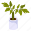 basil plant, potted plant, decorative plant, leaf, houseplant, foliage houseplant 