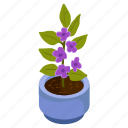 purple allamanda, blooming flowers, flower pot, decorative plant, houseplant