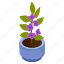 purple allamanda, blooming flowers, flower pot, decorative plant, houseplant 