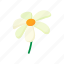 cartoon, chamomile, floral, flower, nature, plant, spring 