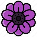 flower, anemone, bloom, flowers, floral, nature