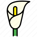 flower, calla lily, arum lily, bloom, flora, plant