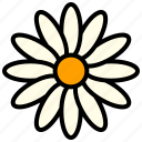 flower, daisy, bloom, flowers, floral, plant