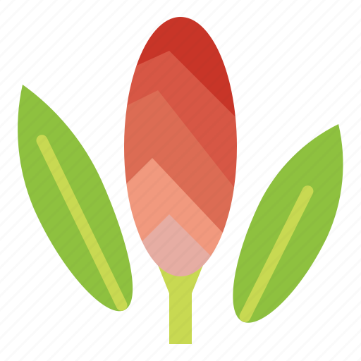 Cassumunar, floral, flower, plant icon - Download on Iconfinder