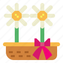 daisy, floral, flower, plant
