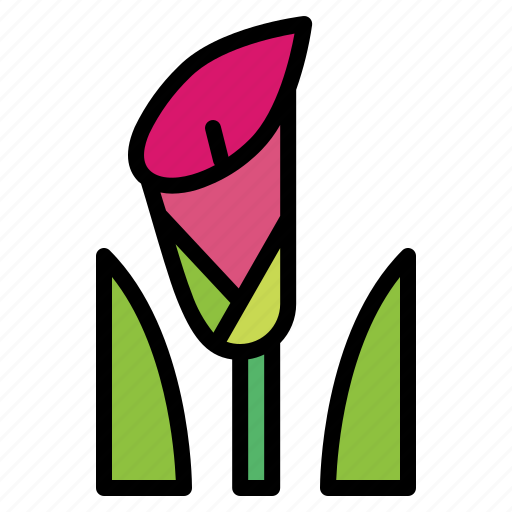 Arrum, floral, flower, lily, plant icon - Download on Iconfinder