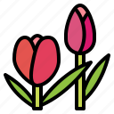 floral, flower, plant, tulips