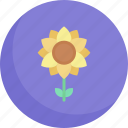 sunflower, leaves, farming, gardening, botanical, blossom, petals, flower, nature