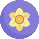 daffodil, flower, blossomnature, petals, botanical, garden