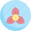 bougainvillea, floral, bloom, blossom, spring, plant, flower, nature 