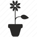 bud, calendula, flower, plant