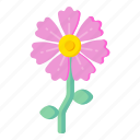 flower, flora, blossom, purple flower, mallow flower 