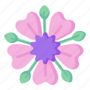 flower, flora, blossom, potentilla, petunia, floral 